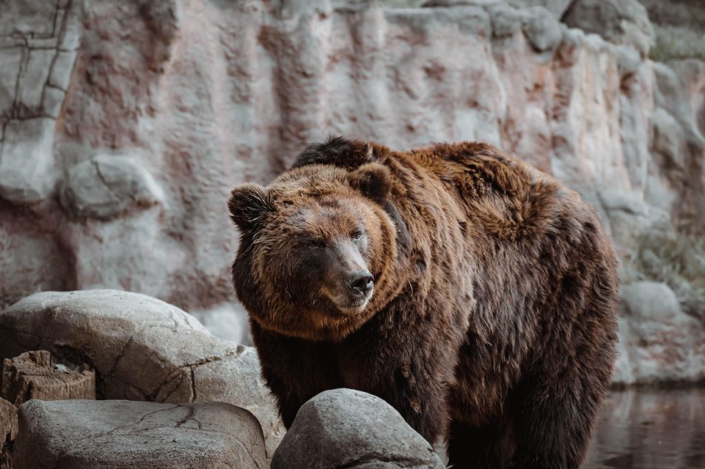 national animal of russia