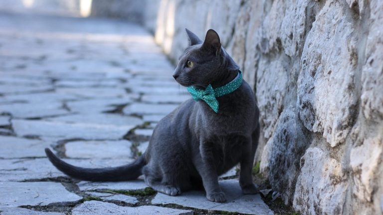 are russian blue cats hypoallergenic