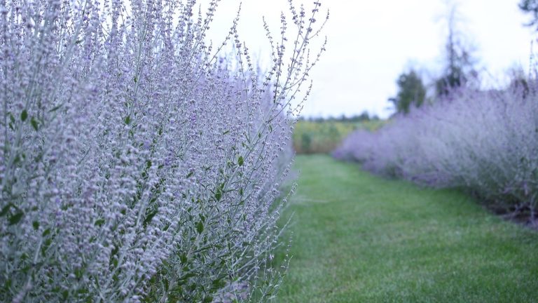 russian sage vs lavender comparison